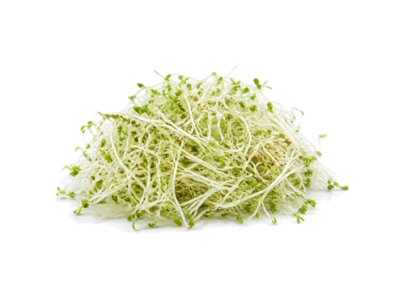Kiełki lucerny – białko 4g, kalorie 23 kcal, węglowodany i tłuszcz na 100g | zdrowe odżywianie