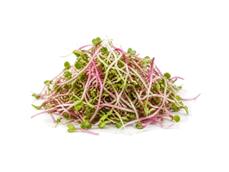 Kiełki rzodkiewki – białko 3.9g, kalorie 42 kcal, węglowodany i tłuszcz na 100g | zdrowe odżywianie