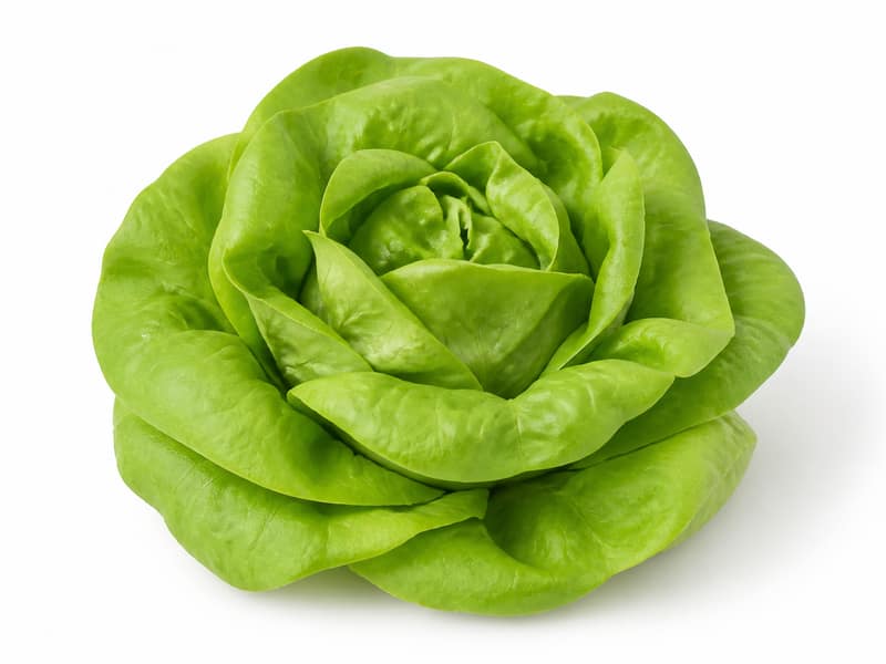 Sałata masłowa – białko 1.4g, kalorie 14 kcal, węglowodany i tłuszcz na 100g | zdrowe odżywianie