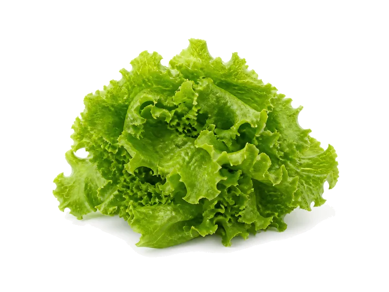 Sałata – białko 1.3g, kalorie 13 kcal, węglowodany i tłuszcz na 100g | zdrowe odżywianie